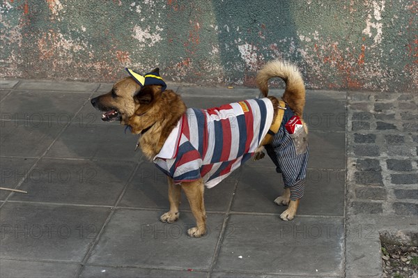 Clothe dog on the street