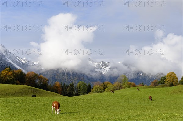 Alpine meadow