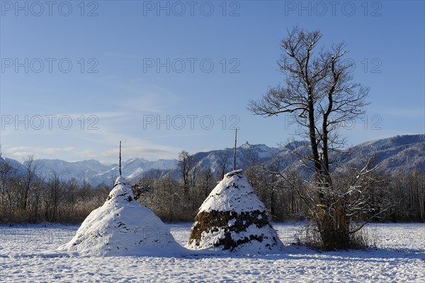 Haystacks in winter in the Murnauer Moos