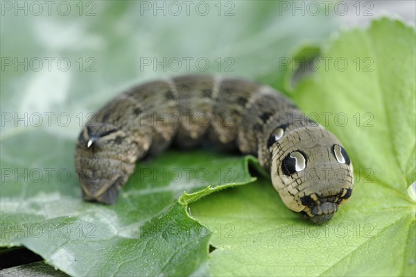 Caterpillar of the Elephant Hawk-moth (Deilephila elpenor)