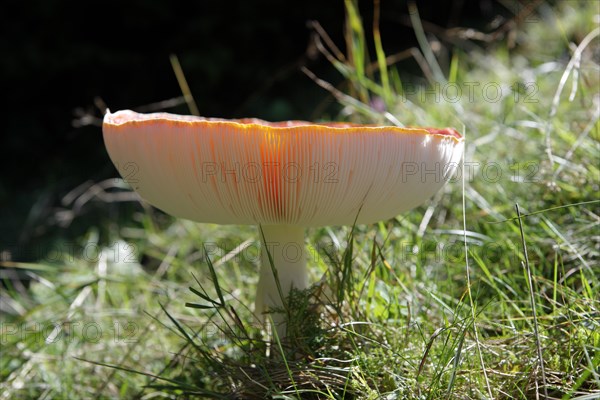 Young fly agraric (Amanita muscaria)