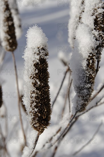 Winter in the herbal garden