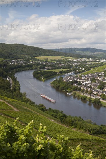 View from the Burg Landshut castle ruins on the Moselle and the Kues district