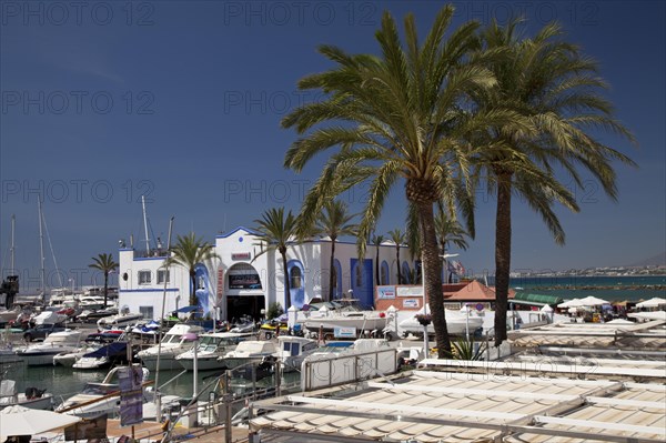 Palms at the marina