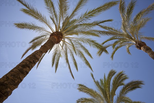 Palms (Arecaceae) in sunlight