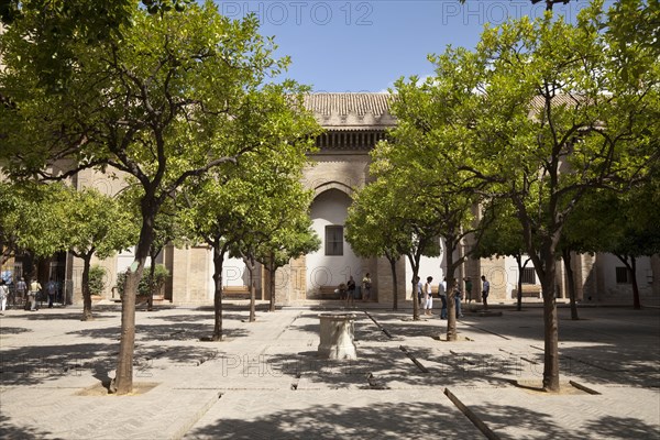 Orange tree courtyard of the Cathedral of Santa Maria de la Sede