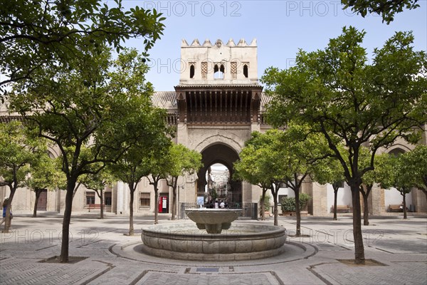 Orange tree courtyard of the Cathedral of Santa Maria de la Sede