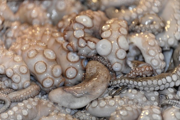 Squid on sale at the fish market