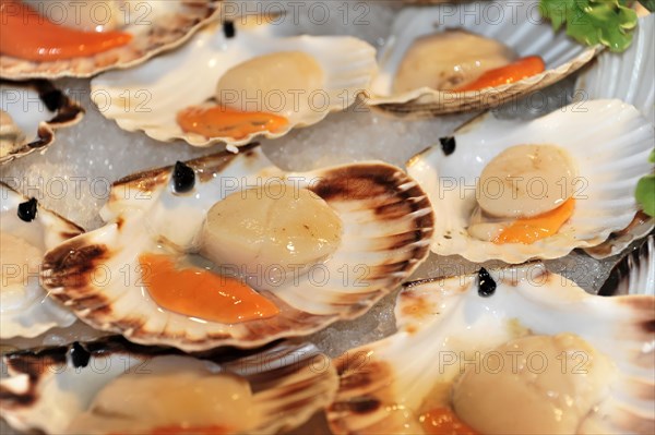 Scallops on sale at the fish market