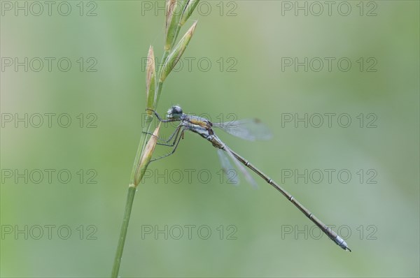 Emerald Damselfly or Common Spreadwing (Lestes sponsa)