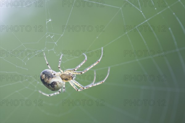 Autumn spider (Metellina segmentata)