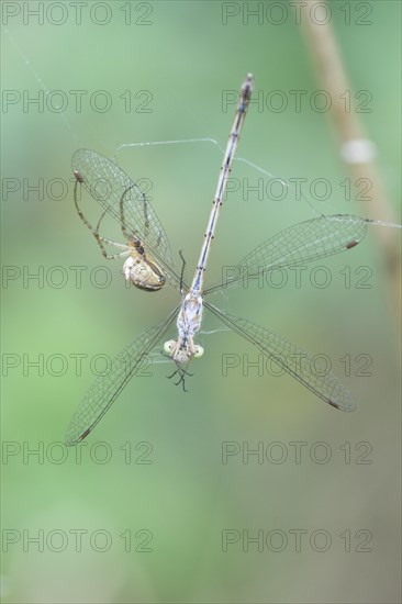 Autumn spider (Metellina segmentata) and an Emerald Damselfly or Common Spreadwing (Lestes sponsa)