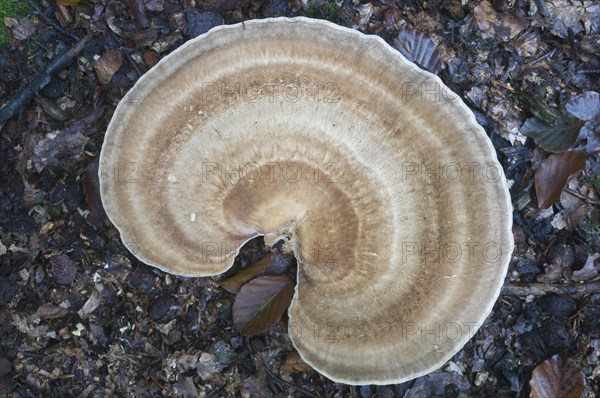 Giant polypore or black-staining polypore (Meripilus giganteus)
