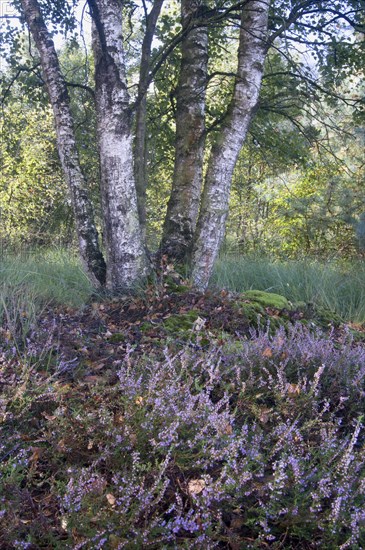 White Birch (Betula pubescens) and Heather (Calluna vulgaris)