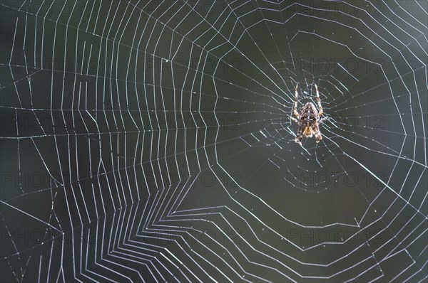 European garden spider