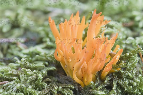 Yellow Stagshorn (Calocera viscosa)