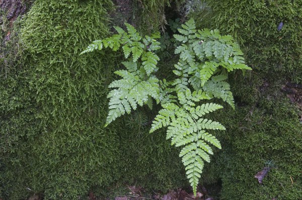 Lady Fern (Athyrium filix-femina)