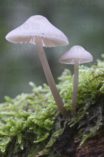 Bonnets (Mycena sp.)