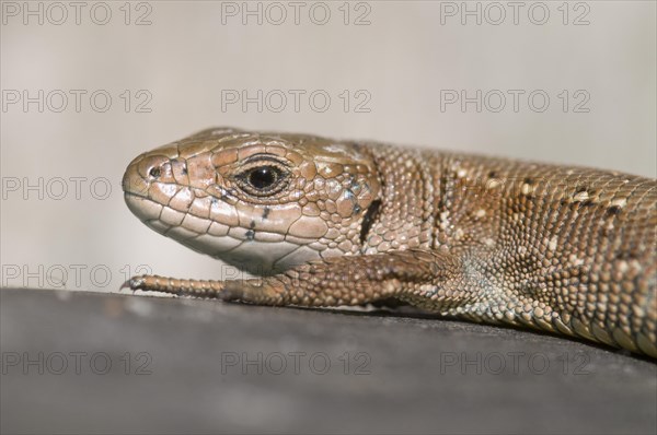 Common lizard (Lacerta vivipara)