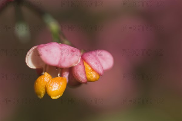 European Spindle (Euonymus europaeus)