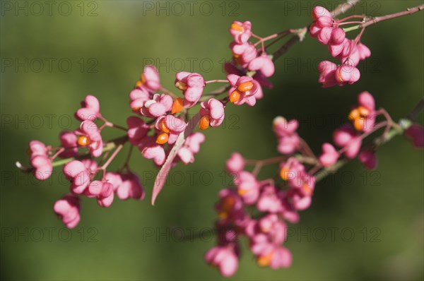 European Spindle (Euonymus europaeus)