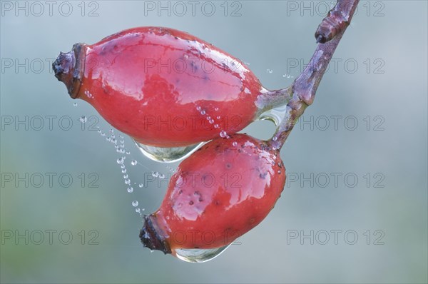 Rosehips of a Dog Rose (Rosa canina)