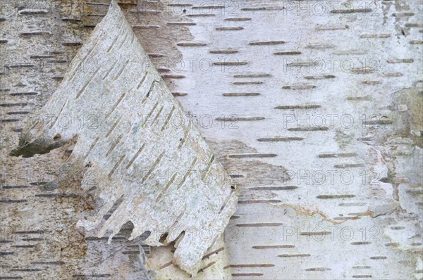 Bark of a Silver Birch (Betula pendula