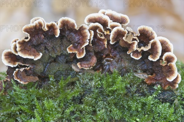 Bleeding Oak Crust (Stereum gausapatum)