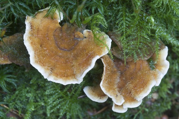 Bleeding Oak Crust (Stereum gausapatum)