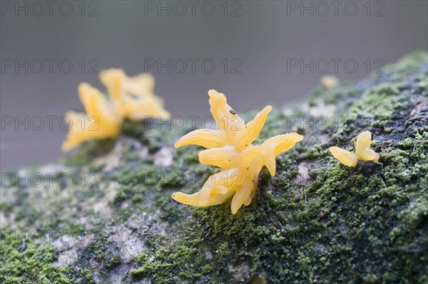 Orange Yellow Jelly (Dacryomyces chryospermus)