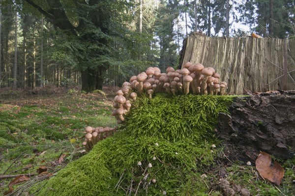 Honey Fungus (Armillaria solidipes)