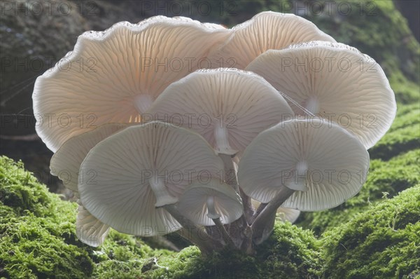 Porcelain Fungus or Slimy Beech Cap (Oudemansiella mucida) on an old Beech (Fagus sylvatica)
