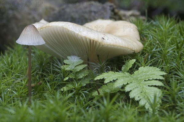 Bonnet (Mycena sp.) and Common Ladyfern (Athyrium filix-femina)