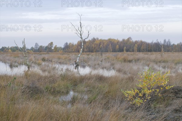 Rehydrated moor