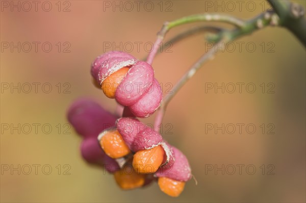 Spindle tree (Euonymus europaeus)