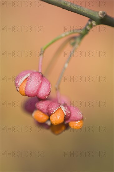 European Spindle tree (Euonymus europaeus)