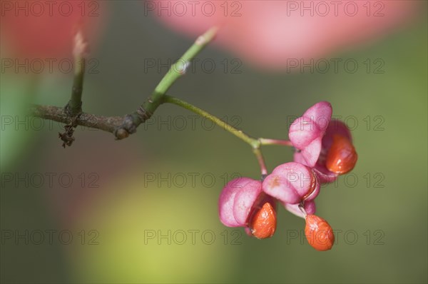 European Spindle tree (Euonymus europaeus)