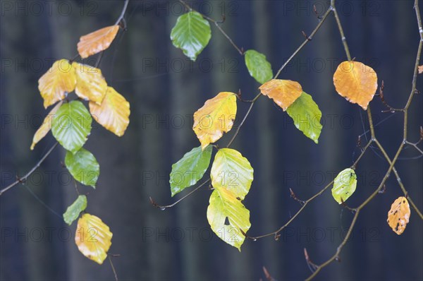 Beech leaves (Fagus sylvatica) in autumn