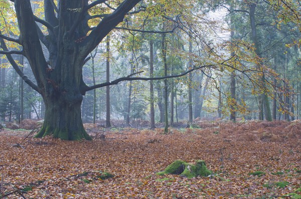 Beech forest (Fagus sylvatica)