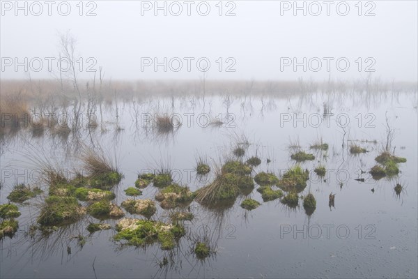 Rehydrated moor in the mist