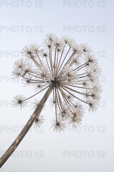 Garden Angelica