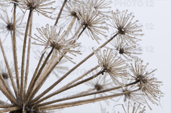 Garden Angelica