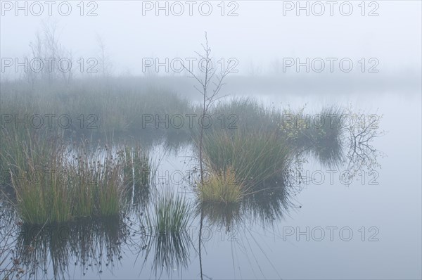 Fog in the Dutch bog of Bargerveen Nature Reserve