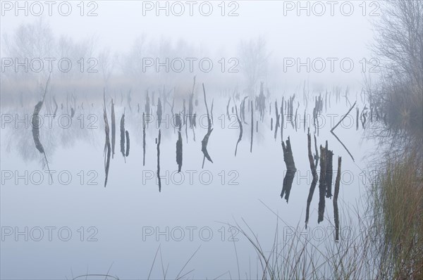 Fog in the Dutch bog of Bargerveen Nature Reserve