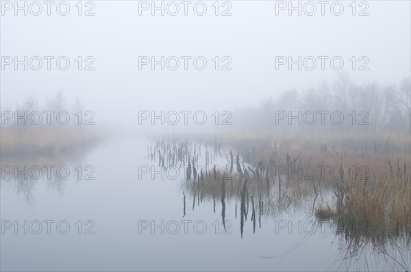 Fog in the Dutch bog of Bargerveen Nature Reserve