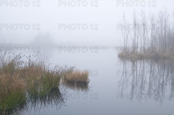 Fog in the Dutch bog of Bargerveen Nature Reserve