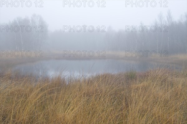 Fog in the Dutch bog of Bargerveen Nature Reserve