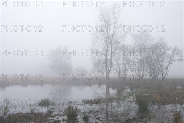 Fog in the Dutch bog of Bargerveen Nature Reserve