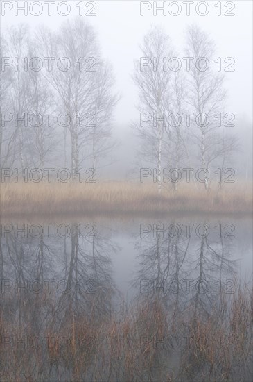 Fog in the Dutch bog of Bargerveen Nature Reserve