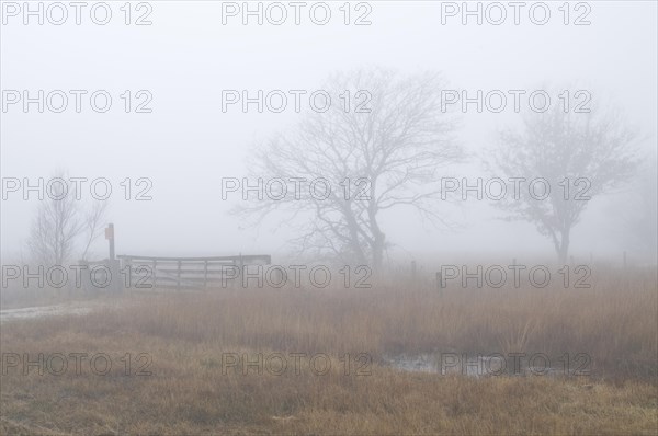Fog in the Dutch bog of Bargerveen Nature Reserve